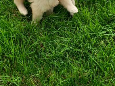 Pure Bred Golden Retriever pups