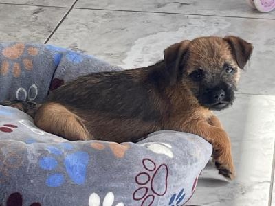 Border Terrier puppies in Wexford