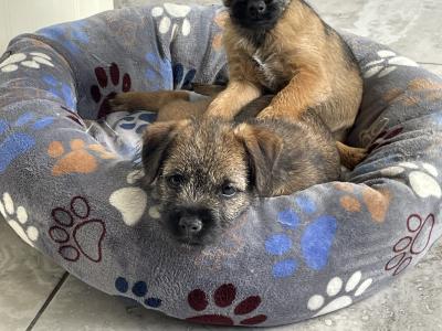 Border Terrier puppies in Wexford
