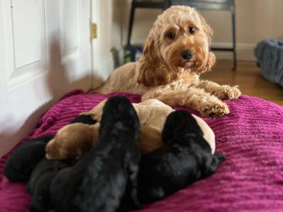 Beautiful, Loved and Affectionate Cocker Spaniel x Cockapoo puppies for sale in Kildare