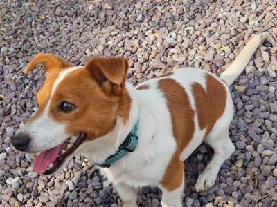 Jack Russell for stud in Cork