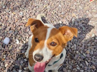 Jack Russell for stud in Cork