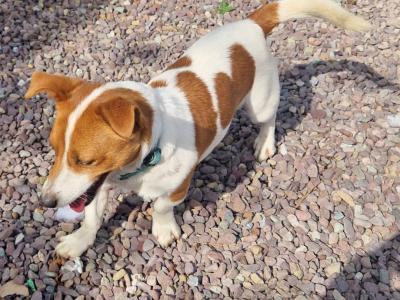 Jack Russell for stud in Cork