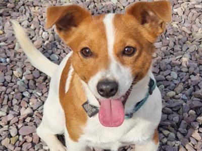 Jack Russell for stud in Cork