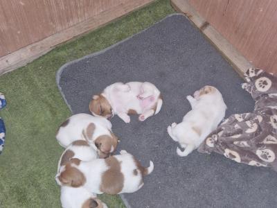 Jack Russell for stud in Cork