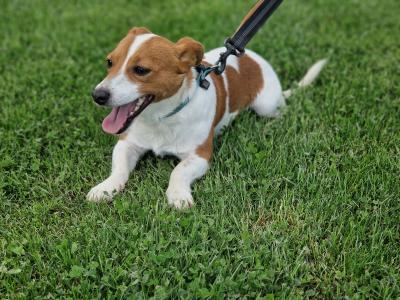 Jack Russell for stud in Cork