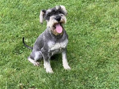 Mini Schnauzers in Wexford