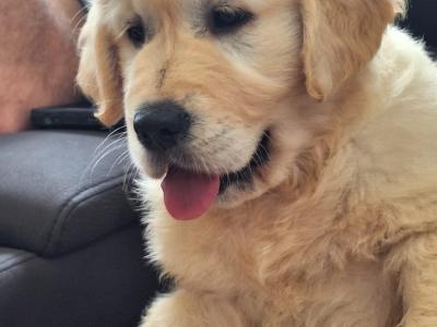 Beautiful IKC registered Golden Retriever puppies in Wexford