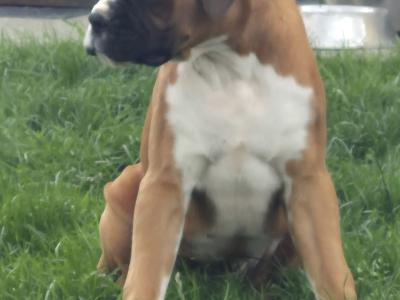 Female Boxer puppies for sale. IKC Registered