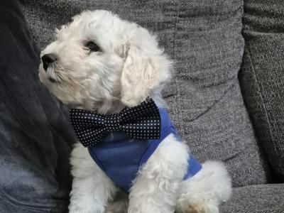 Wonderful 11 week old Bichon Frise puppies in Roscommon looking to Steal Your ❤️