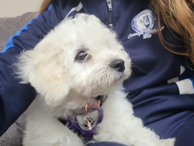 Wonderful 11 week old Bichon Frise puppies in Roscommon looking to Steal Your ❤️