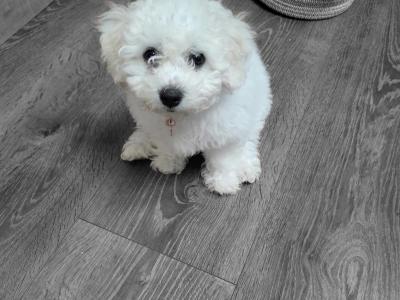 Wonderful 11 week old Bichon Frise puppies in Roscommon looking to Steal Your ❤️