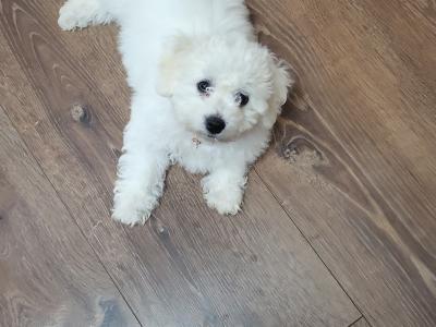 Wonderful 11 week old Bichon Frise puppies in Roscommon looking to Steal Your ❤️