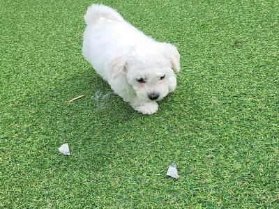 Wonderful 11 week old Bichon Frise puppies in Roscommon looking to Steal Your ❤️
