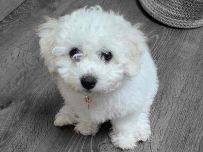 Wonderful 11 week old Bichon Frise puppies in Roscommon looking to Steal Your ❤️