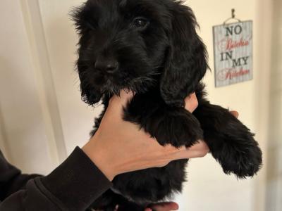 Beautiful, Loved and Affectionate Cocker Spaniel x Cockapoo puppies for sale in Kildare