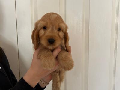 Beautiful, Loved and Affectionate Cocker Spaniel x Cockapoo puppies for sale in Kildare