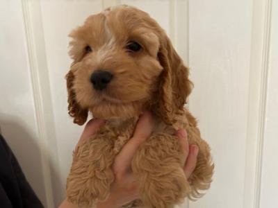 Beautiful, Loved and Affectionate Cocker Spaniel x Cockapoo puppies for sale in Kildare