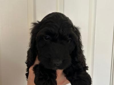 Beautiful, Loved and Affectionate Cocker Spaniel x Cockapoo puppies for sale in Kildare