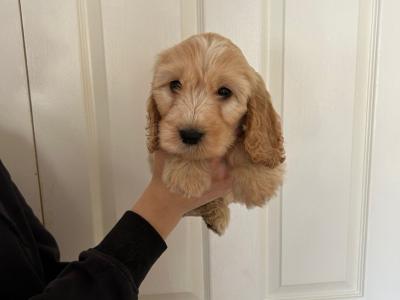 Beautiful, Loved and Affectionate Cocker Spaniel x Cockapoo puppies for sale in Kildare