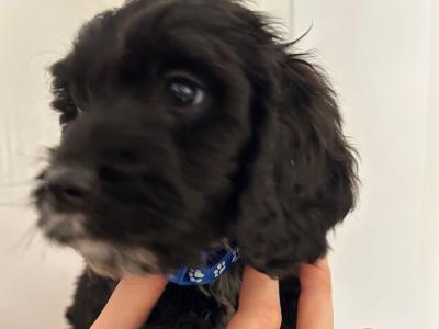 Beautiful, Loved and Affectionate Cocker Spaniel x Cockapoo puppies for sale in Kildare