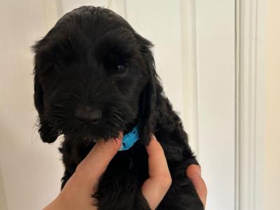 Beautiful, Loved and Affectionate Cocker Spaniel x Cockapoo puppies for sale in Kildare