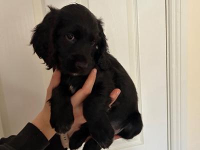 Beautiful, Loved and Affectionate Cocker Spaniel x Cockapoo puppies for sale in Kildare