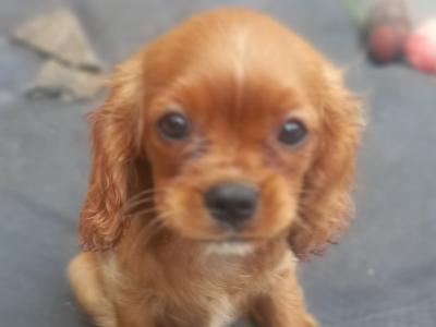 Cavalier King Charles Spaniel pups in Offaly