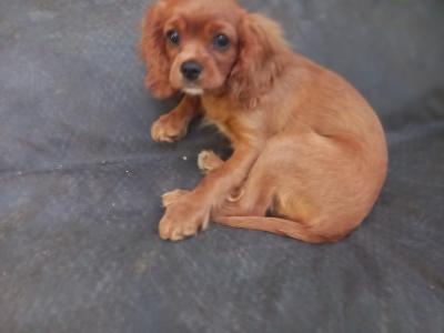 Cavalier King Charles Spaniel pups in Offaly