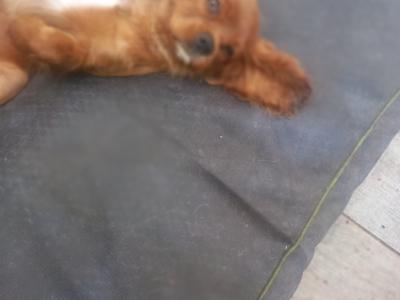 Cavalier King Charles Spaniel pups in Offaly