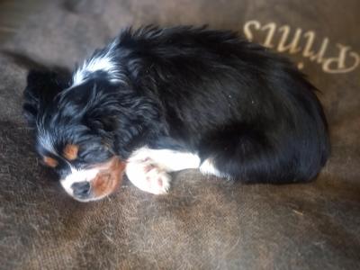 Cavalier King Charles Spaniel pups in Offaly