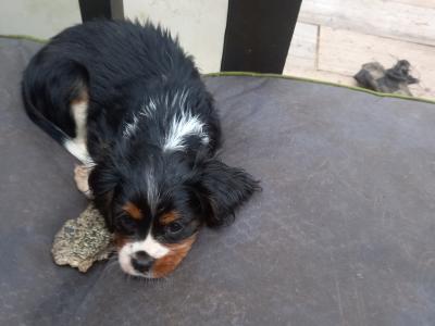 Cavalier King Charles Spaniel pups in Offaly