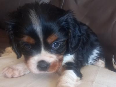 Cavalier King Charles Spaniel pups in Offaly