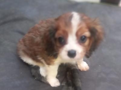 Cavalier King Charles Spaniel puppies in Offaly
