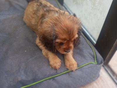 Cavalier King Charles Spaniel puppies in Offaly