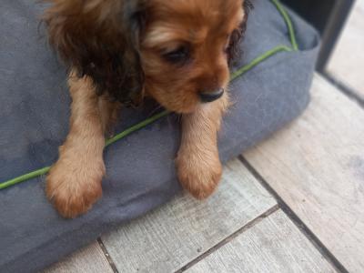 Cavalier King Charles Spaniel puppies in Offaly