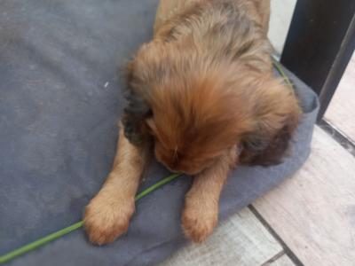 Cavalier King Charles Spaniel puppies in Offaly