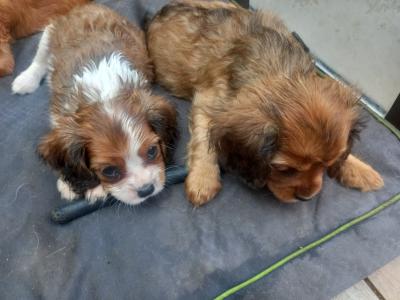 Cavalier King Charles Spaniel puppies in Offaly