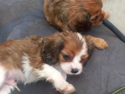 Cavalier King Charles Spaniel puppies in Offaly