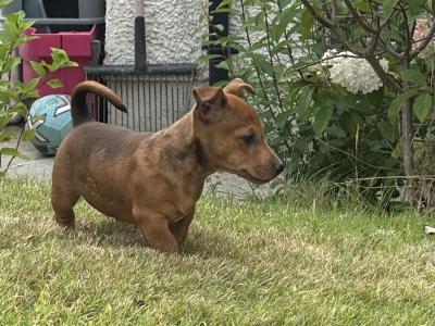 Beautiful Miniature Jack Russell puppies in Laois