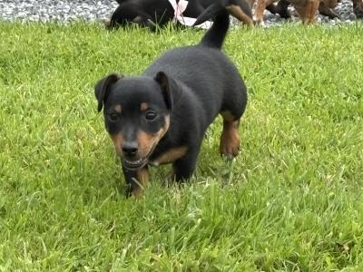 Beautiful Miniature Jack Russell puppies in Laois