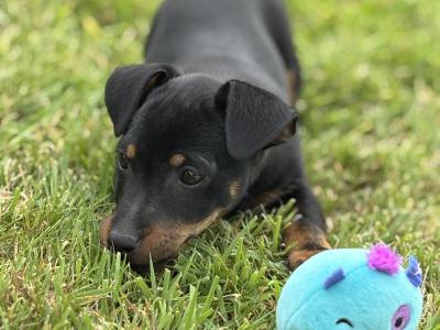 Beautiful Miniature Jack Russell puppies in Laois