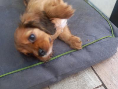 Cavalier King Charles Spaniel puppies in Offaly