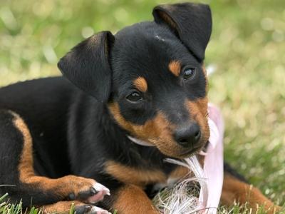 Beautiful Miniature Jack Russell puppies in Laois