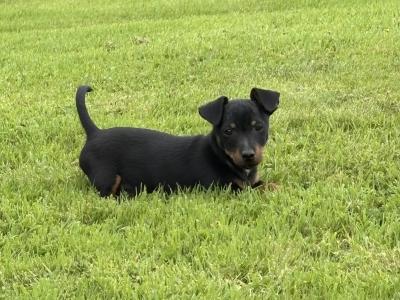Beautiful Miniature Jack Russell puppies in Laois