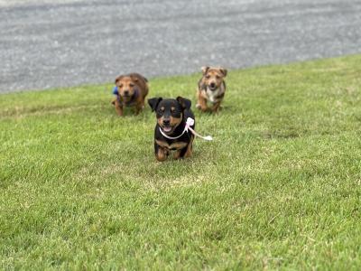 Beautiful Miniature Jack Russell puppies in Laois