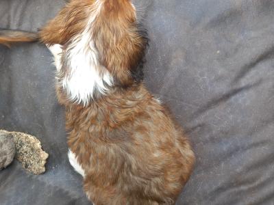 Cavalier King Charles Spaniel puppies in Offaly