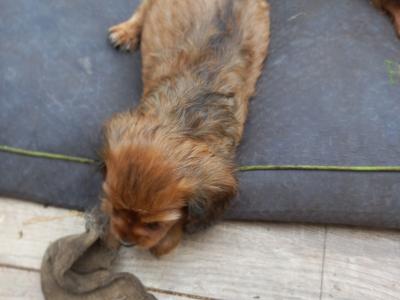 Cavalier King Charles Spaniel puppies in Offaly