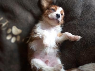 Cavalier King Charles Spaniel puppies in Offaly