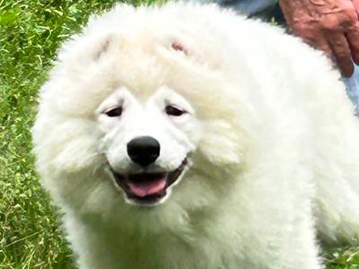 Fully Vaccinated Samoyed puppies in Fermanagh